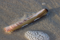 Ensis