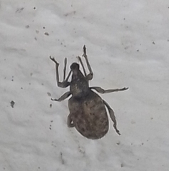 Otiorhynchus parvicollis