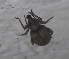 Otiorhynchus parvicollis