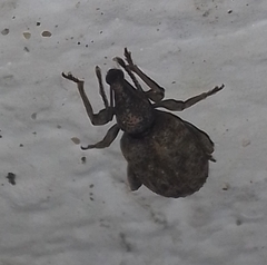 Otiorhynchus parvicollis