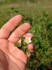 Kosteletzkya depressa