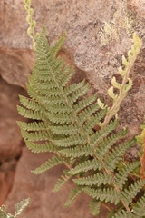 Myriopteris lindheimeri