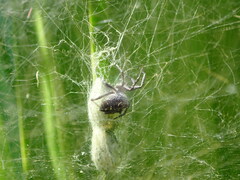 Cyrtophora citricola