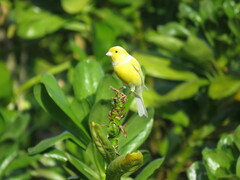 Serinus canaria