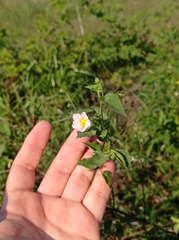 Kosteletzkya depressa