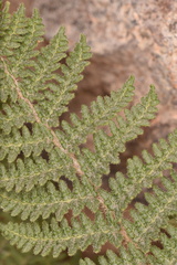 Myriopteris lindheimeri