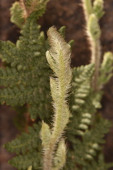 Myriopteris lindheimeri