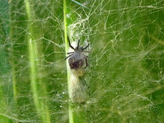 Cyrtophora citricola