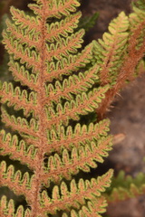 Myriopteris lindheimeri