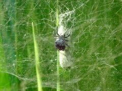 Cyrtophora citricola