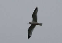 Larus delawarensis