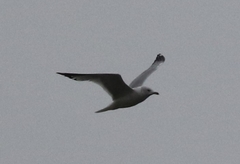 Larus delawarensis