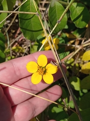 Sclerocarpus uniserialis