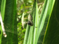 Cyrtophora citricola
