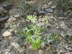 Reseda phyteuma