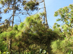 Pinus canariensis