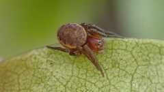 Araniella