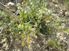 Reseda phyteuma