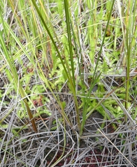Carex oligosperma
