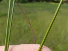 Carex oligosperma
