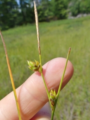 Carex oligosperma