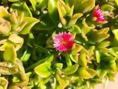 Mesembryanthemum cordifolium