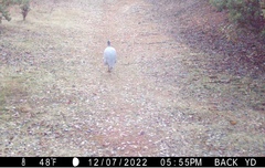 Numida meleagris domesticus