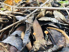 Mycena acicula