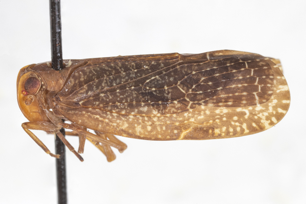 Sevia bicarinata
