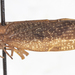 Sevia bicarinata - Photo no hay derechos reservados, subido por University of Delaware Insect Research Collection