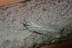 Scoparia chalicodes