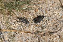 Cicindela oregona oregona