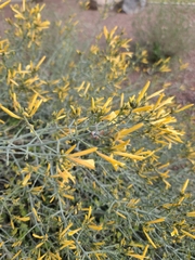 Justicia californica