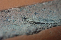Scoparia chalicodes