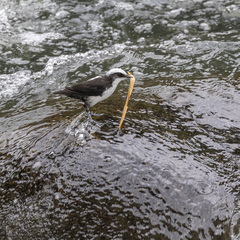 Cinclus leucocephalus