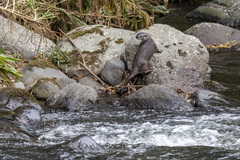 Lontra longicaudis