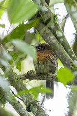 Malacoptila mystacalis