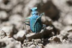 Cicindela tranquebarica sierra