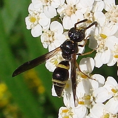 Ancistrocerus unifasciatus