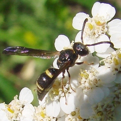 Ancistrocerus unifasciatus