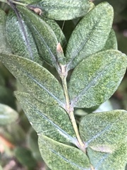 Eurytetranychus buxi