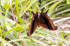 Marpesia zerynthia