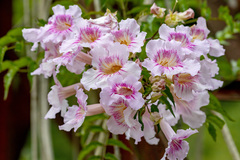 Podranea ricasoliana