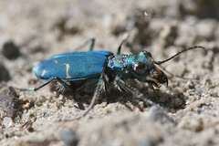 Cicindela tranquebarica sierra