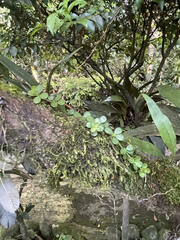 Peperomia berlandieri