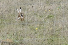 Lepus granatensis