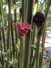 Etlingera
