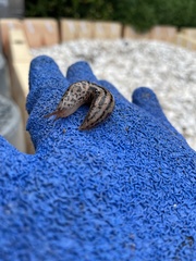 Limax maximus