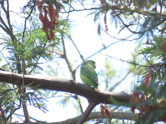 Forpus conspicillatus