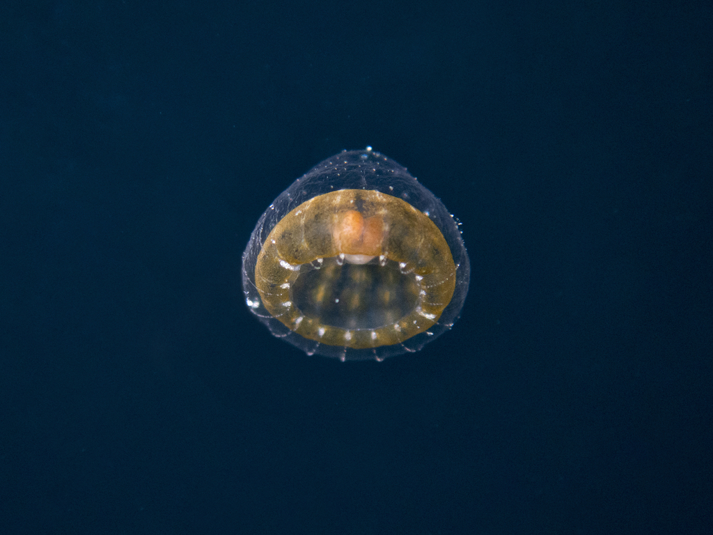 Proboscidactyla ornata